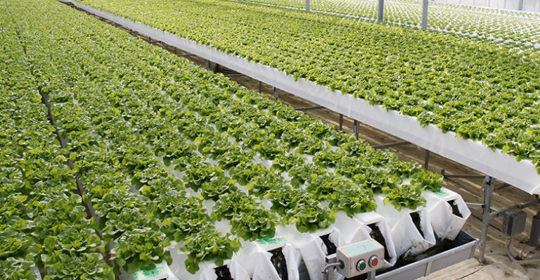 Add-one Farm's Plastic Greenhouses
